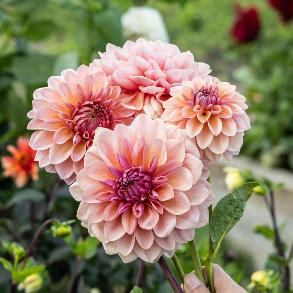 Dahlia 'Sturm Sweet Maria'